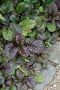 Großblättriger Günsel – Ajuga reptans 'Catlin's Giant' – mit großen Blättern & blauen Blüten – Winterhart & pflegeleicht – Plant