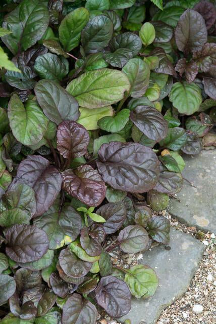 Großblättriger Günsel – Ajuga reptans 'Catlin's Giant' – mit großen Blättern & blauen Blüten – Winterhart & pflegeleicht – Plant