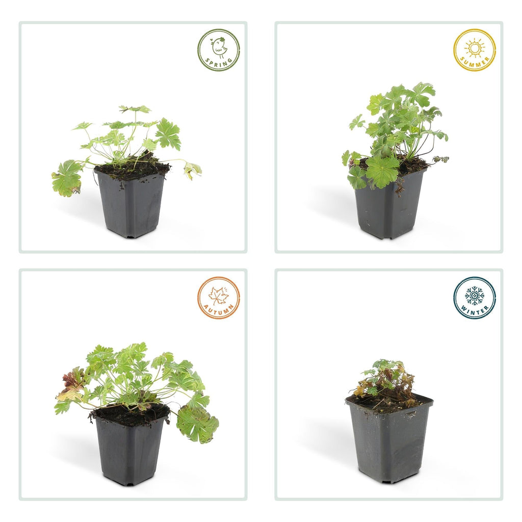 Cambridge Storchschnabel – Geranium cantabrigiense 'Biokovo' – ↕10-25cm – Ø9cm – Pflegeleicht – Plant