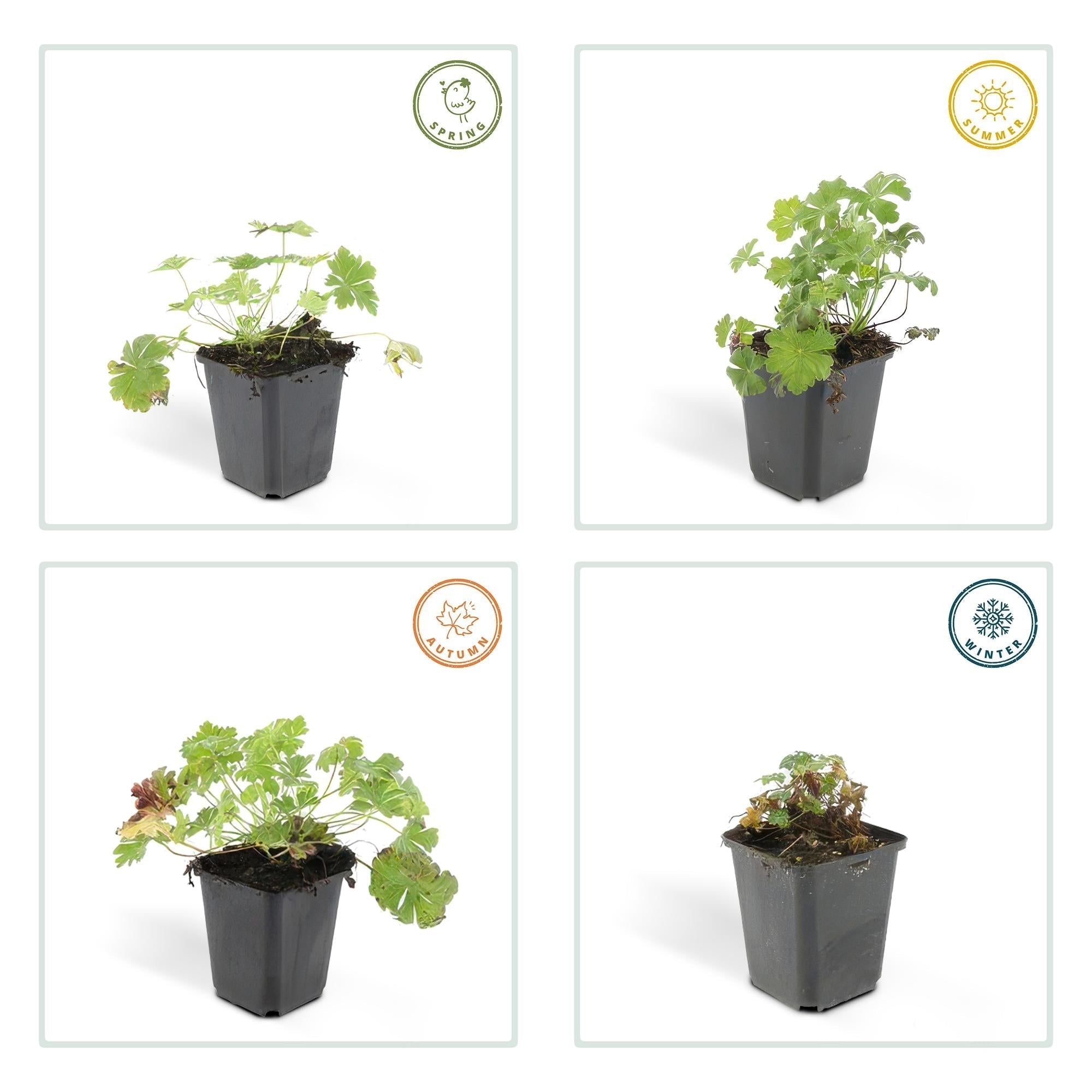Cambridge Storchschnabel – Geranium cantabrigiense 'Biokovo' – ↕10-25cm – Ø9cm – Pflegeleicht – Plant