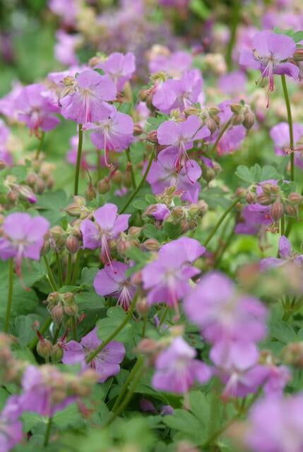 Storchschnabel Geranium cantabrigiense 'Cambridge' – ↕10-25cm – Ø9cm – Pflegeleicht – Plant
