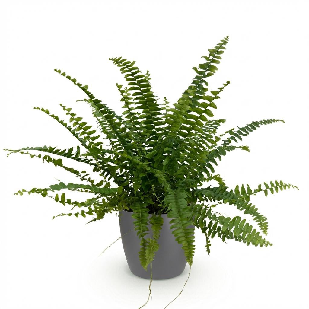 Nephrolepsis Exaltata Green Lady Farn – Zimmerpflanze im grauen Topf Ø12cm Höhe25cm – Haustierfreundliche Grünpflanze – Luftreinigend & Pflegeleicht