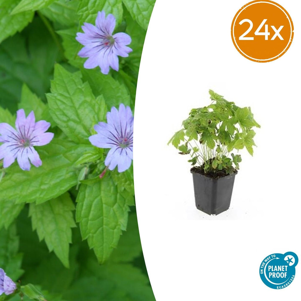 Knotiger Storchschnabel Geranium nodosum – ↕10-25cm – Ø9cm – Winterharte Staude & Bodendecker – Tiefpurpurne Blüten – Plant