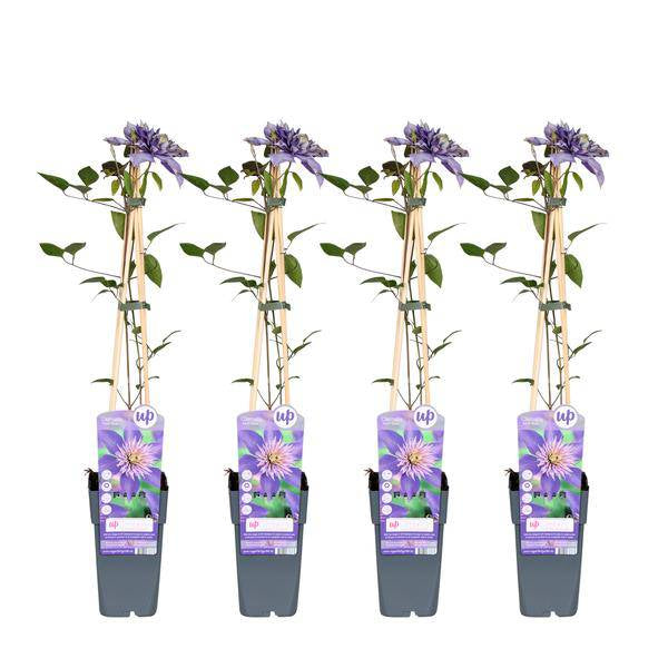 Clematis Multi Blue Kletterpflanze Ø15cm ↕65cm – winterharte Pflanze für Garten, Balkon, Terrasse, Kübel & Beet online kaufen – Plant