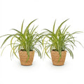 Chlorophytum comosum Variegatum Zimmerpflanzen inkl. Naturkorb