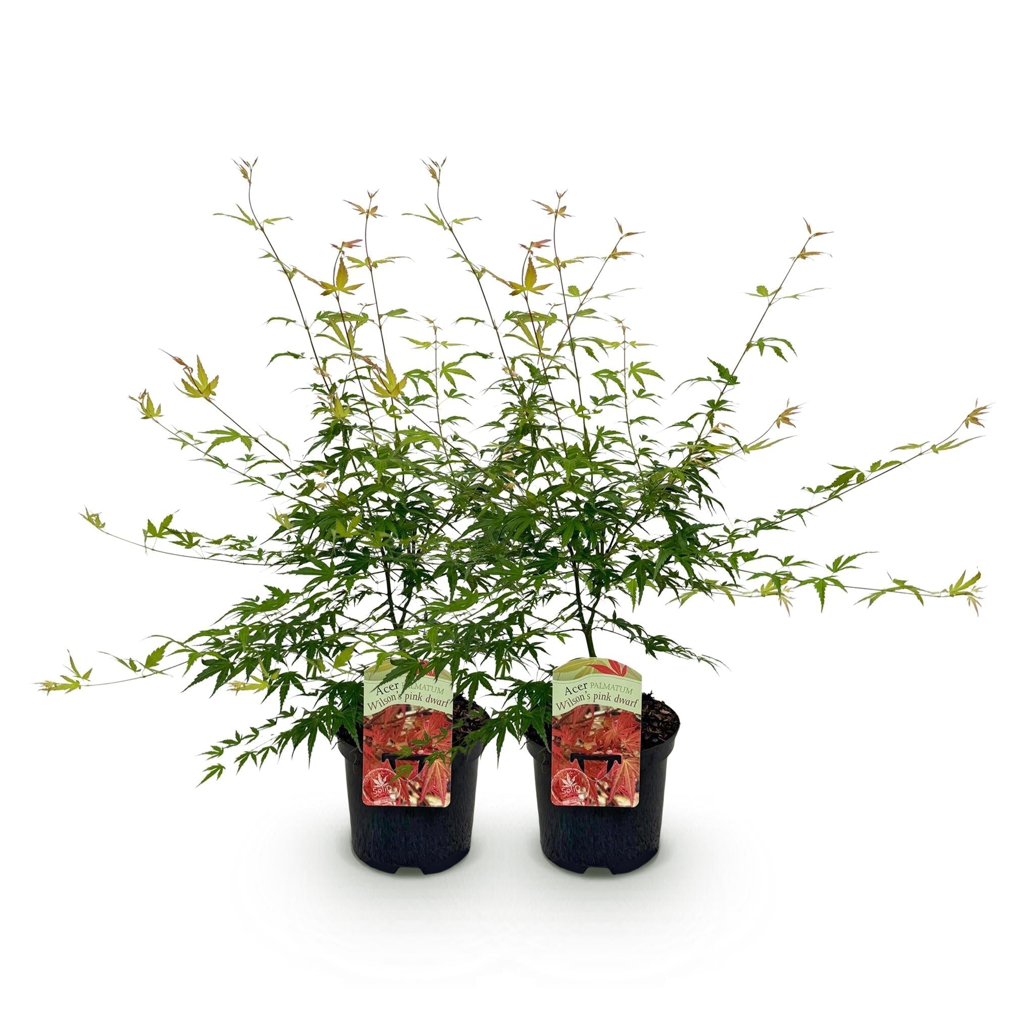 Japanischer Ahorn – Acer palmatum 'Pink Dwarf' – ca. 70cm hoch – Ø19cm – rosa Frühlingslaub – kompakte Balkon – & Gartenpflanze – Plant
