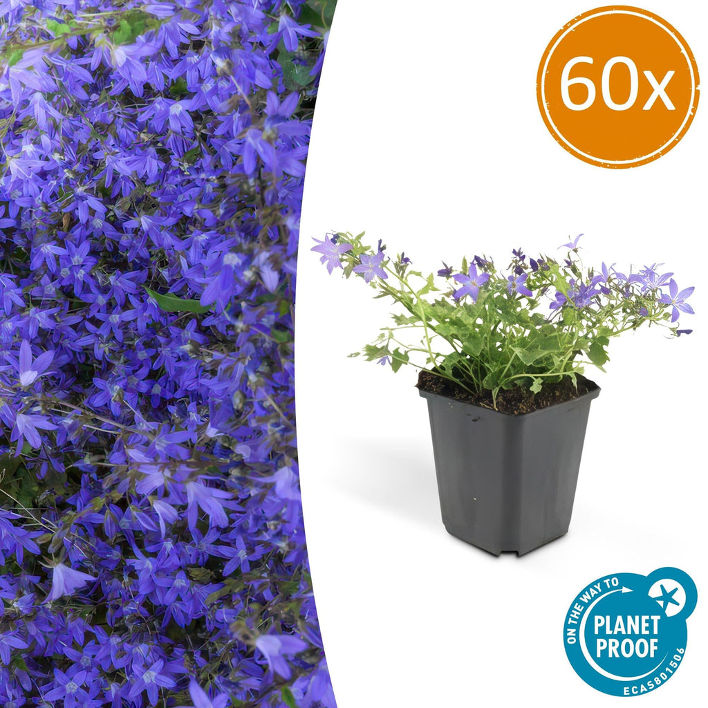 Campanula poscharskyana 'Stella' – Hängepolster – Glockenblume – Blaue Blüten – ↕10-25cm – Ø9cm – Überhängend & pflegeleicht – Plant