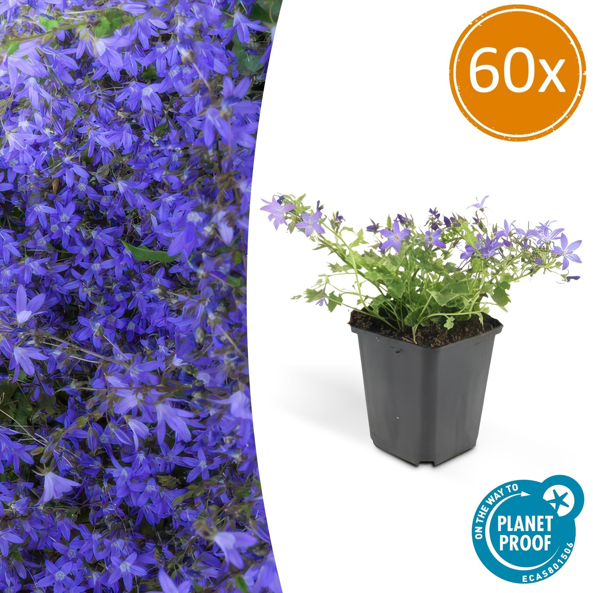 Campanula poscharskyana 'Stella' – Hängepolster – Glockenblume – Blaue Blüten – ↕10-25cm – Ø9cm – Überhängend & pflegeleicht – Plant