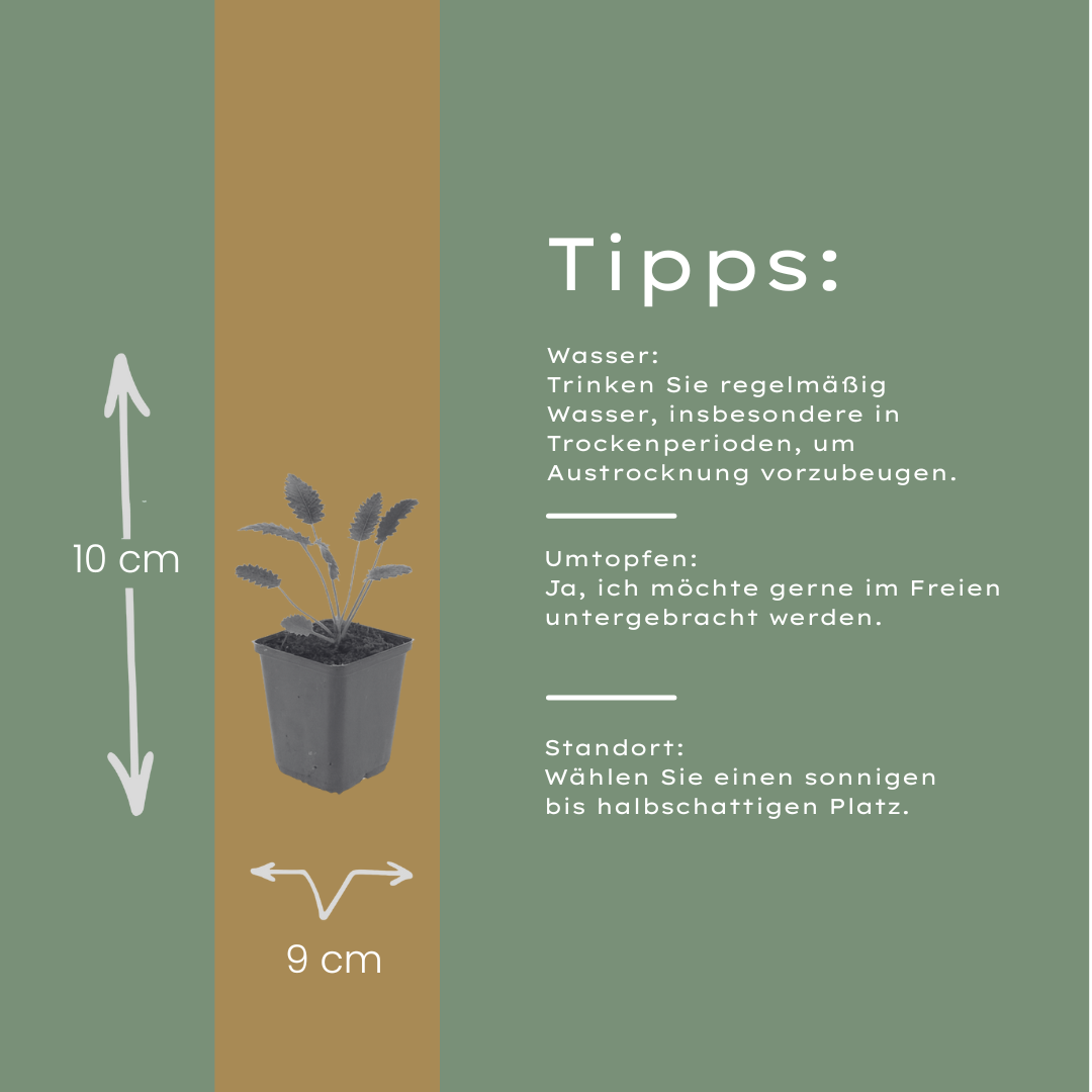 Sanguisorba officinalis Tanna – Ø9cm – Höhe 10-25cm – Winterharte Staude – Dunkelrote Blütenähren – Für Beet, Naturgarten & Präriegarten