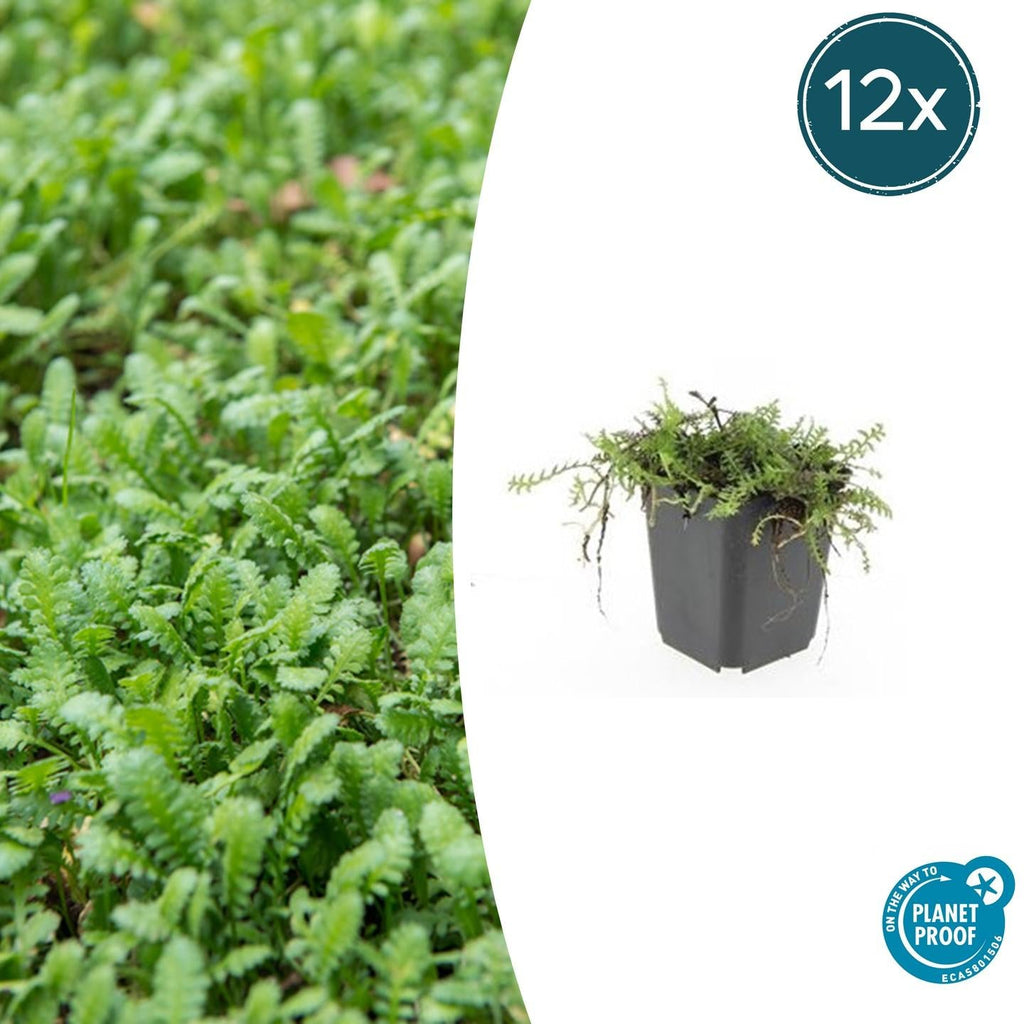 Fiederpolster Leptinella squalida – ↕10-25cm – Ø9cm –, Farnartige Blätter, Schattentauglich, Pflegeleicht – Plant