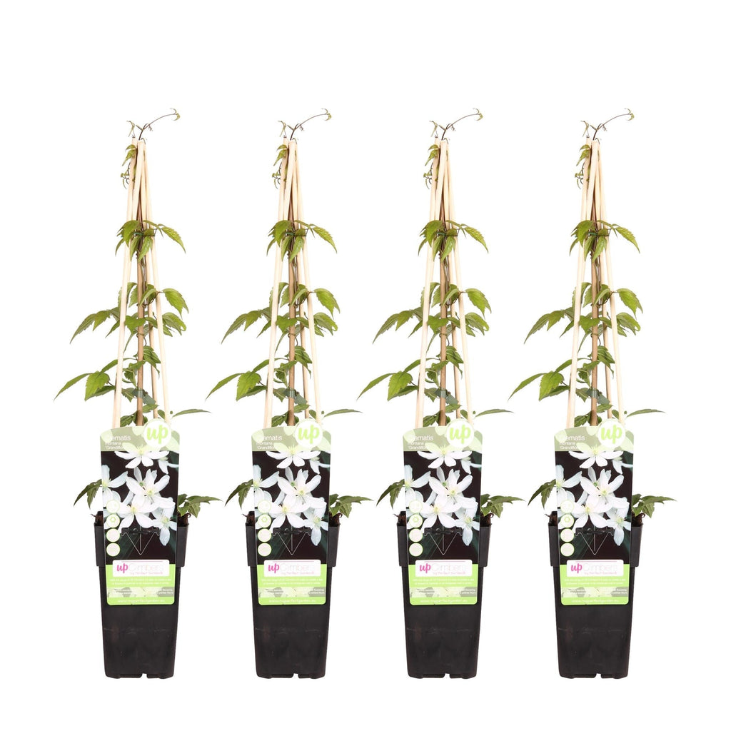Waldrebe – Clematis Montana 'Grandiflora' – Winterharte Kletterpflanze – Ø15cm – Ca. 65cm hoch – Weiße duftende Blüten – Plant