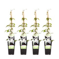 Waldrebe – Clematis Montana 'Grandiflora' – Winterharte Kletterpflanze – Ø15cm – Ca. 65cm hoch – Weiße duftende Blüten – Plant