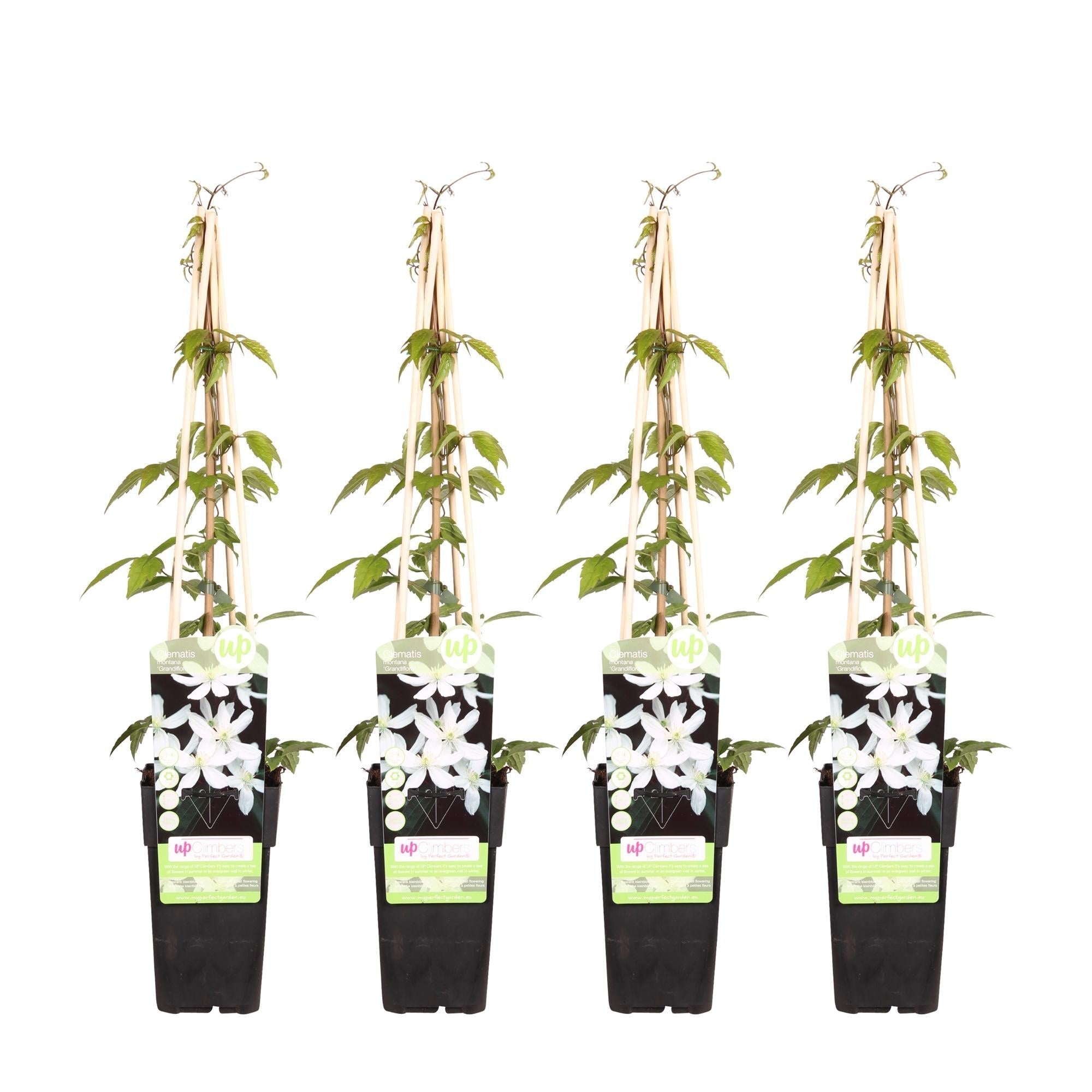 Waldrebe – Clematis Montana 'Grandiflora' – Winterharte Kletterpflanze – Ø15cm – Ca. 65cm hoch – Weiße duftende Blüten – Plant