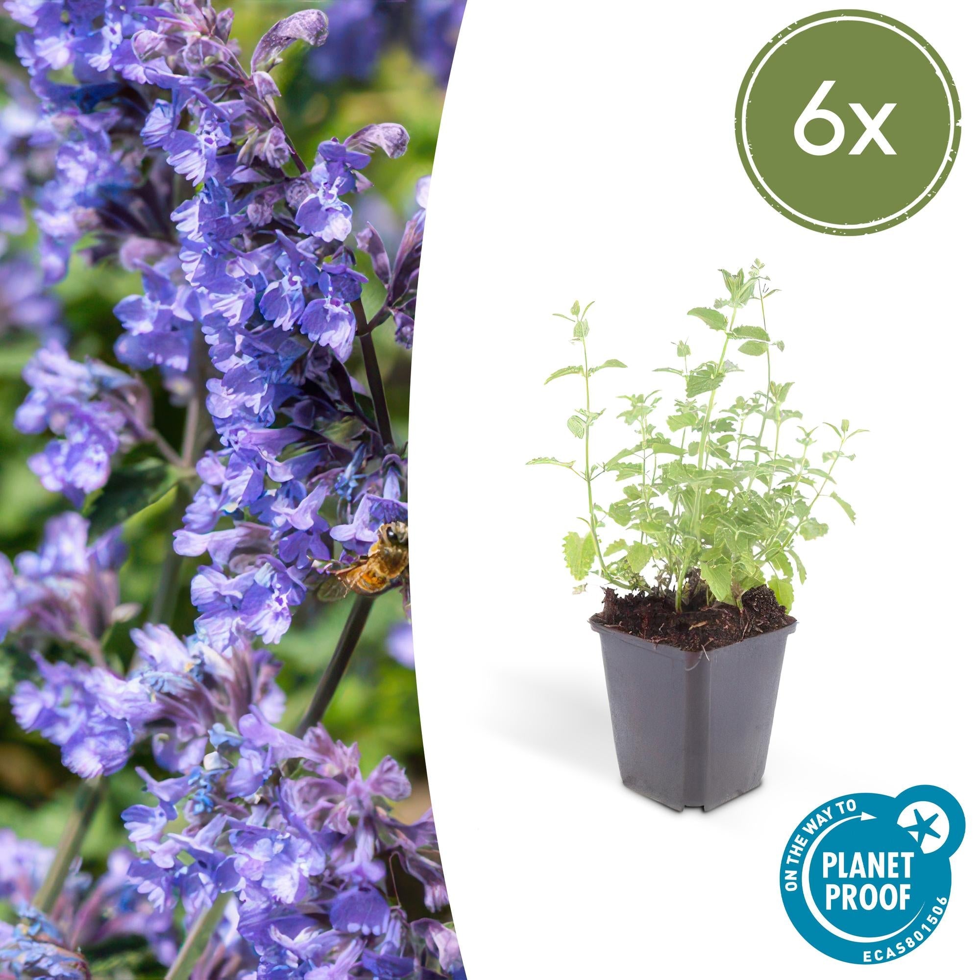 Katzenminze – Nepeta 'Six Hills Giant' – ↕10-25cm – Ø9cm – Lila – blühende Staude – Bienen & Schmetterlinge – Sonnig & Pflegeleicht – Plant