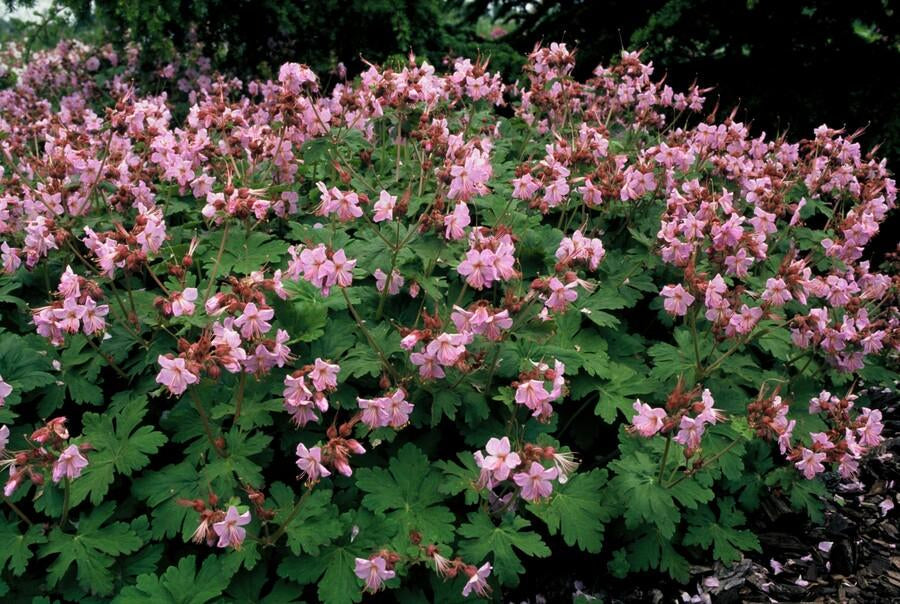 Balkan – Storchschnabel Geranium macr. 'Ingwersen's Var.' – ↕10-25cm – Ø9cm – mit zartrosafarbenen Blüten – Plant