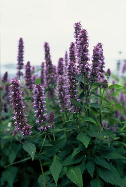 Asiatische Duftnessel – Agastache 'Blue Fortune' – ↕10-25cm – Ø9cm – Lavendelblaue Blüten – Schmetterlings – & bienenfreundlich – Plant