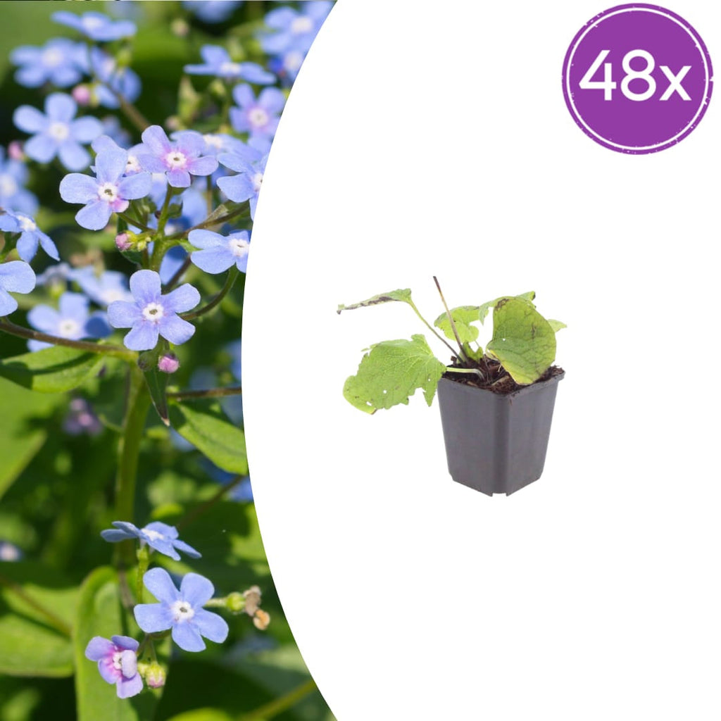Kaukasisches Vergissmeinnicht Brunnera macrophylla – 10-25cm – Ø9cm – Winterharte Schattenstaude mit blauen Blüten – Bodendecker für Garten & Gehölzrand