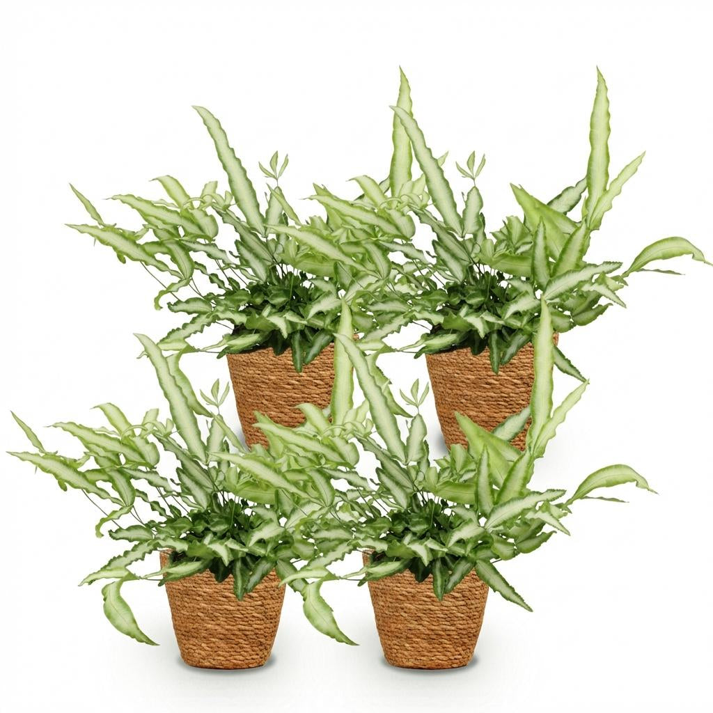 Pteris Cretica Albolineata Schwertfarn Zimmerpflanze inkl. Naturkorb