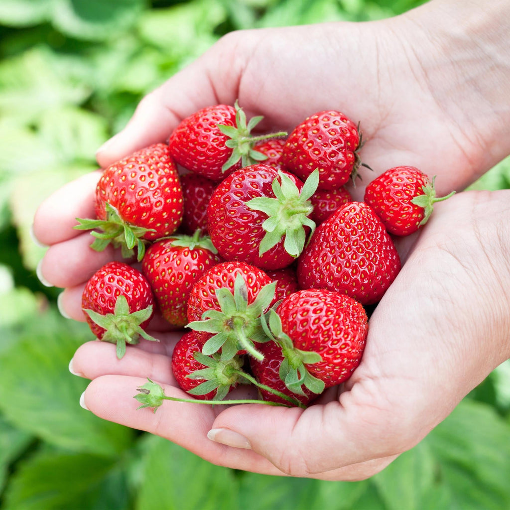 Erdbeere Fragaria Elvira winterhart Höhe 30cm Ø9cm – Rote Erdbeere für Beet Balkon & Topf – Pflegeleichte Obstpflanze mit hohem Ertrag