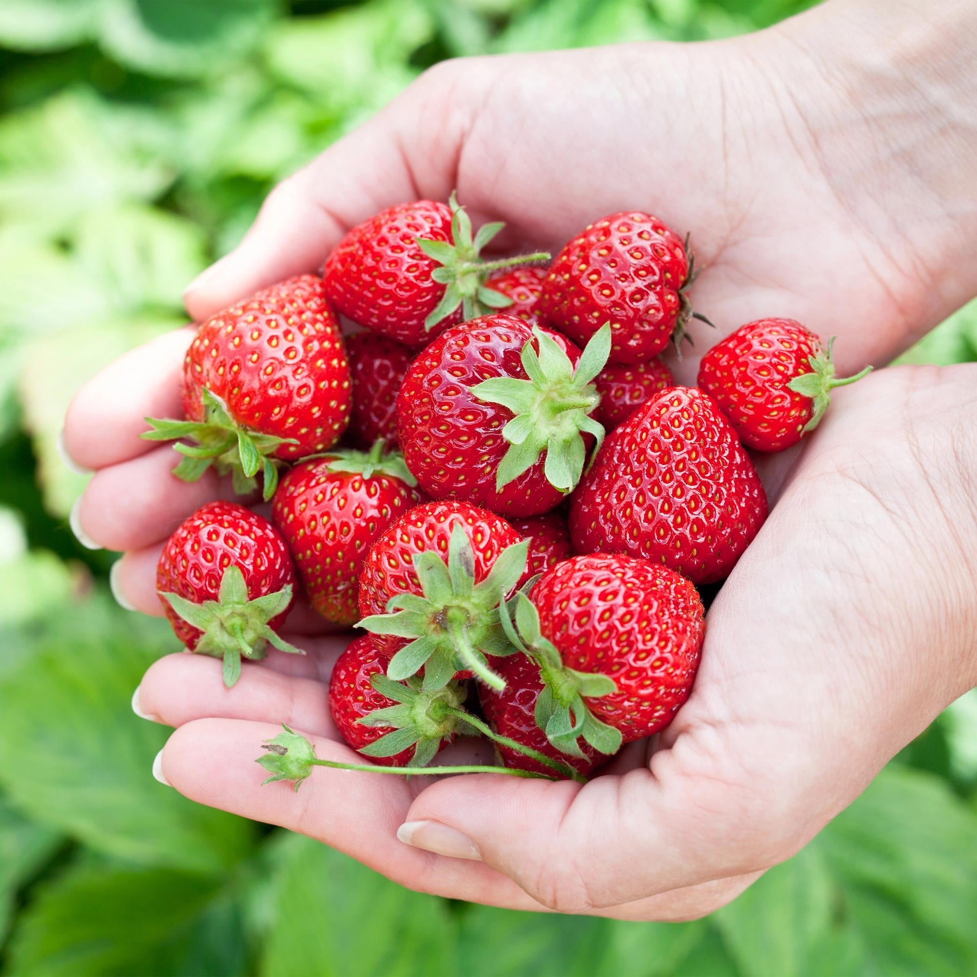 Erdbeere Fragaria Elvira winterhart Höhe 30cm Ø9cm – Rote Erdbeere für Beet Balkon & Topf – Pflegeleichte Obstpflanze mit hohem Ertrag