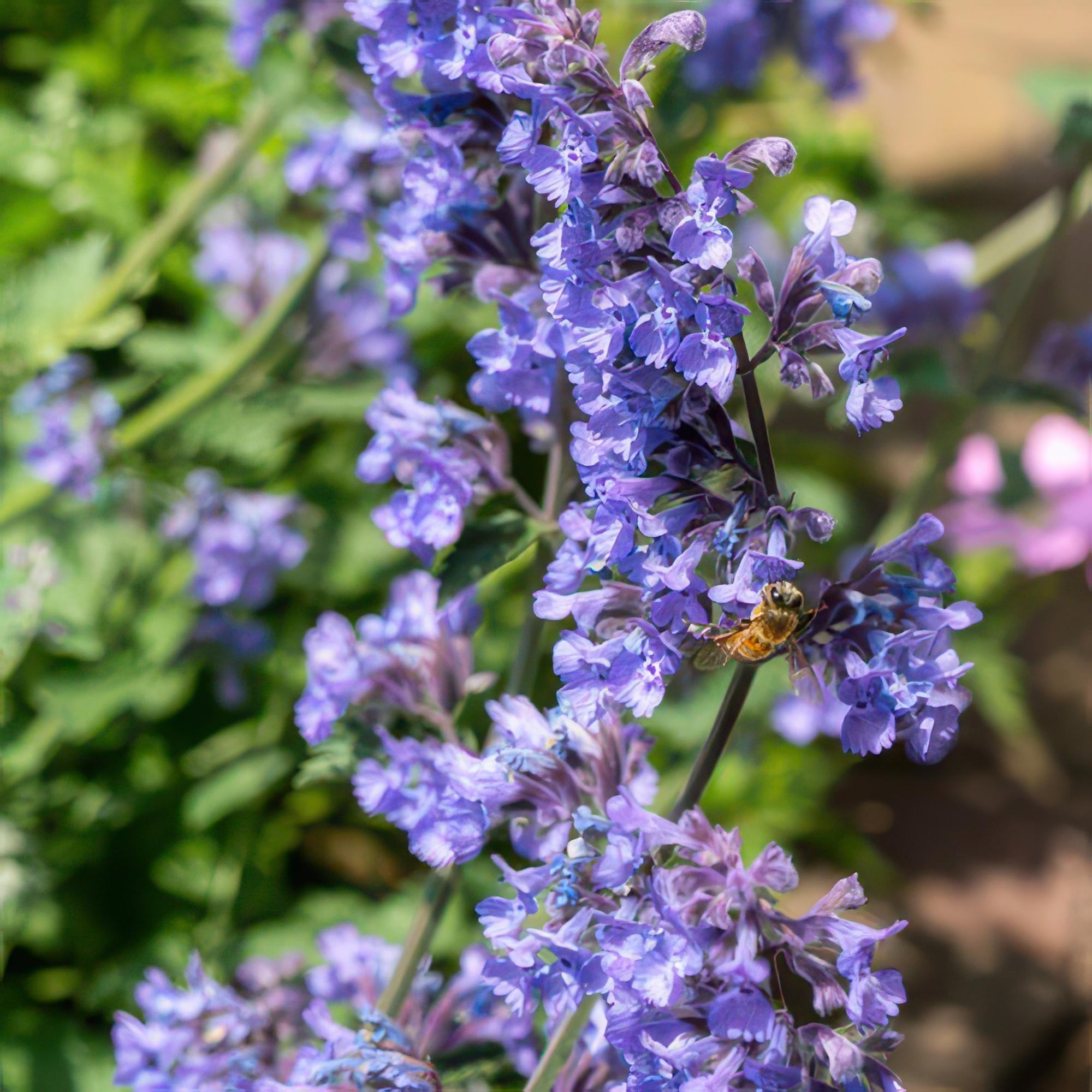 Katzenminze – Nepeta 'Six Hills Giant' – ↕10-25cm – Ø9cm – Lila – blühende Staude – Bienen & Schmetterlinge – Sonnig & Pflegeleicht – Plant