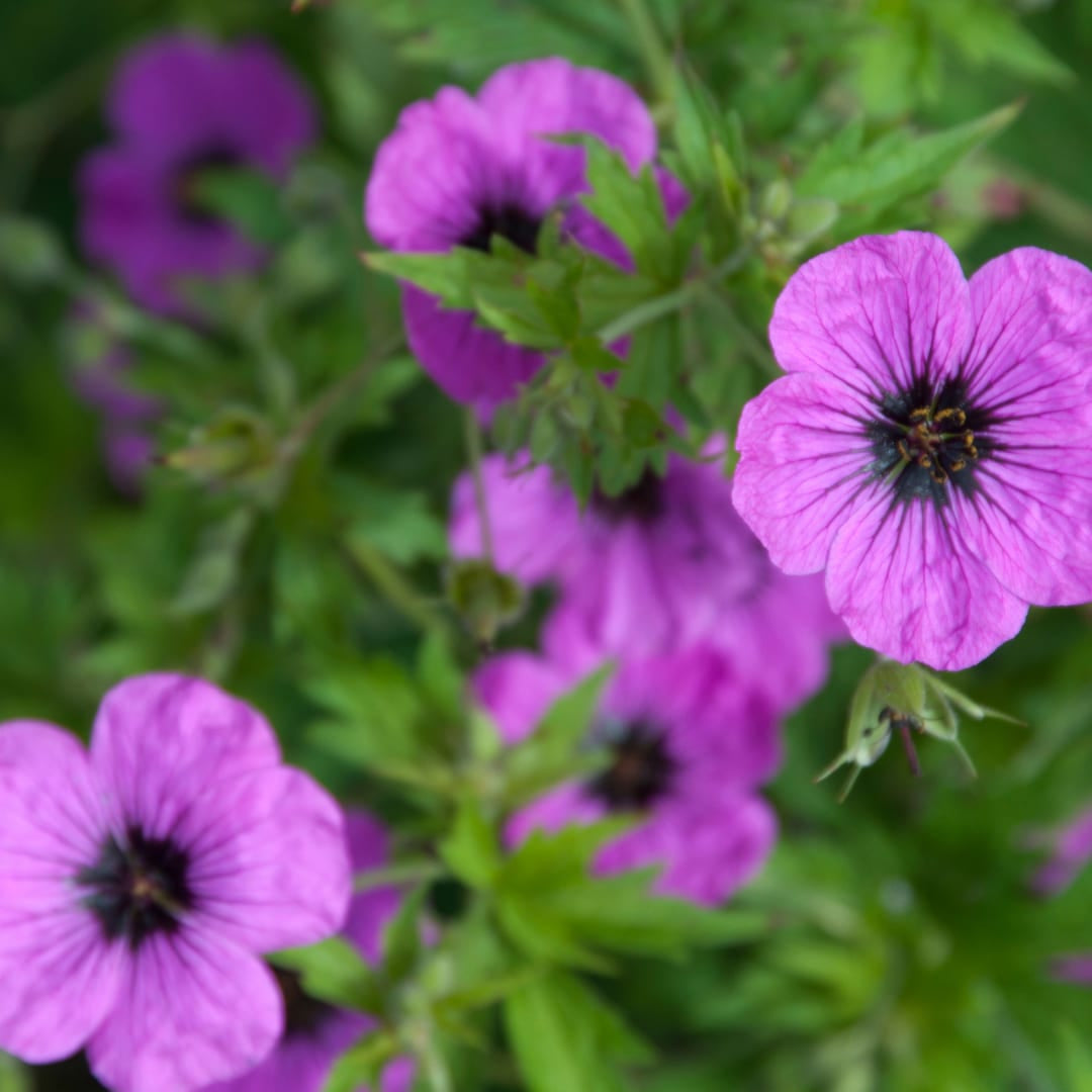 Geranium macrorrhizum Bevan's Variety – Ø9cm – Höhe 10-25cm – Winterharte Bodendecker Staude – Rosa Blüten – Pflegeleicht für Beet & Garten