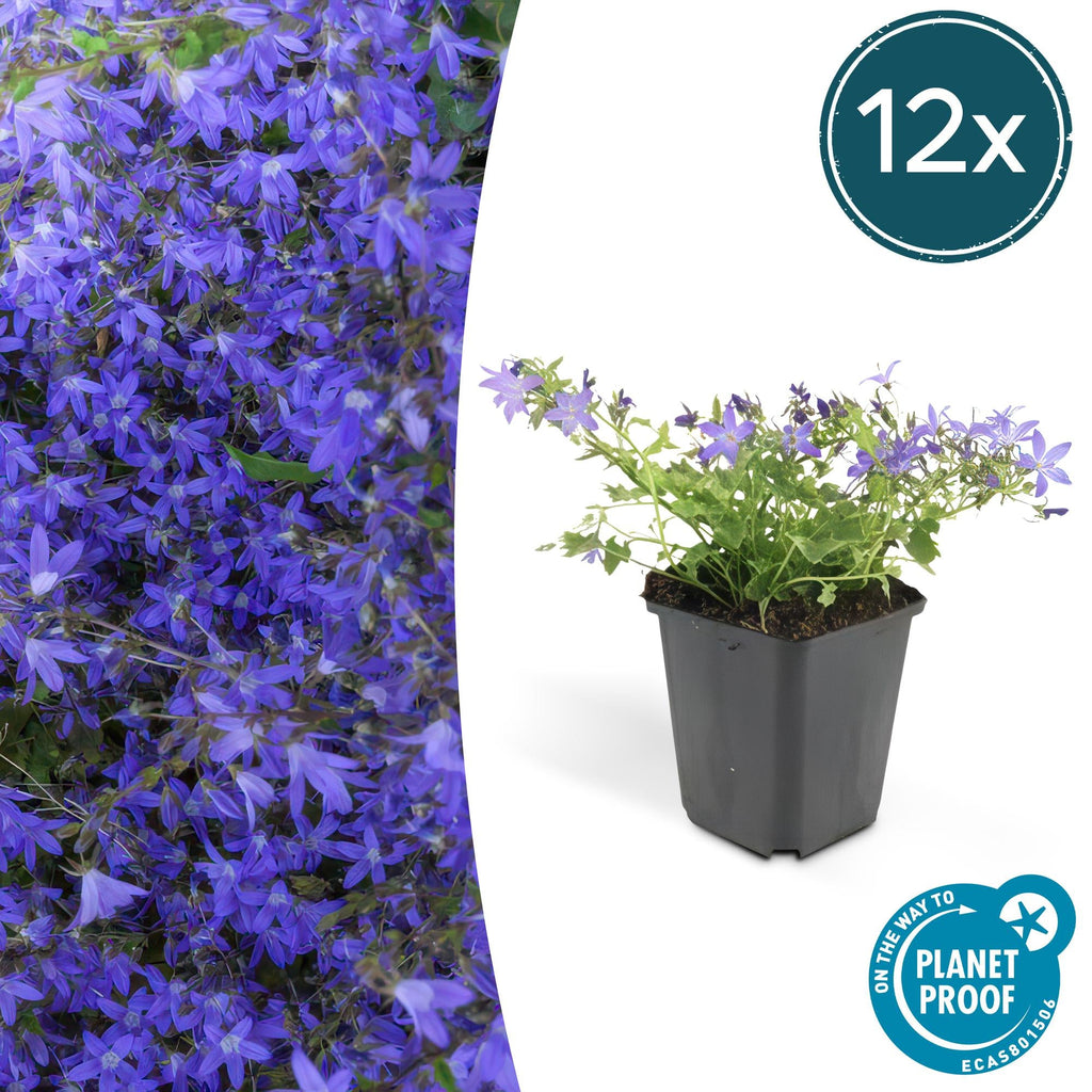 Campanula poscharskyana 'Stella' – Hängepolster – Glockenblume – Blaue Blüten – ↕10-25cm – Ø9cm – Überhängend & pflegeleicht – Plant
