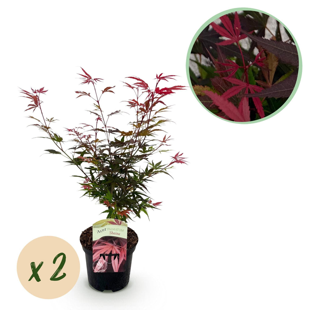 Japanischer Ahorn – Acer palmatum 'Shaina' – ca. 70cm hoch – Ø19cm – kompakte Sorte mit tiefrotem Laub – Balkon – & Gartenpflanze – Plant