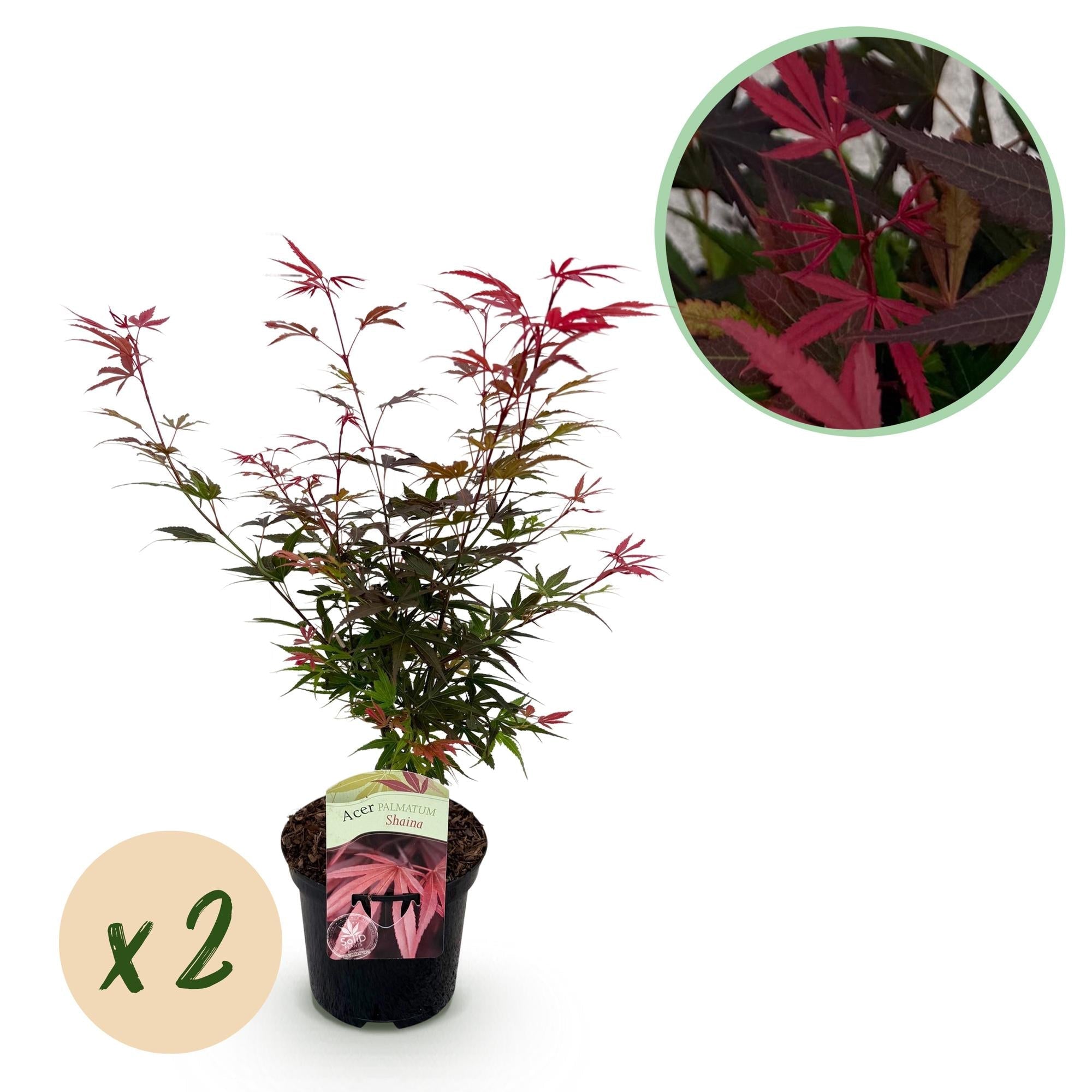 Japanischer Ahorn – Acer palmatum 'Shaina' – ca. 70cm hoch – Ø19cm – kompakte Sorte mit tiefrotem Laub – Balkon – & Gartenpflanze – Plant