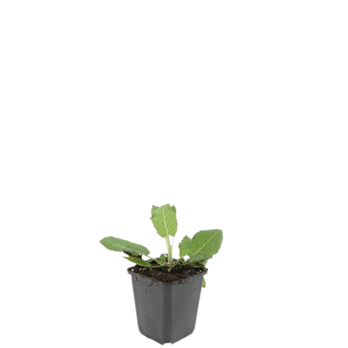 Blüten – Salbei Salvia nem. 'Mainacht' – ↕10-25cm – Ø9cm – Bienenfreundlich – Blau blühend – Sonniger Standort – Pflegeleicht – Plant