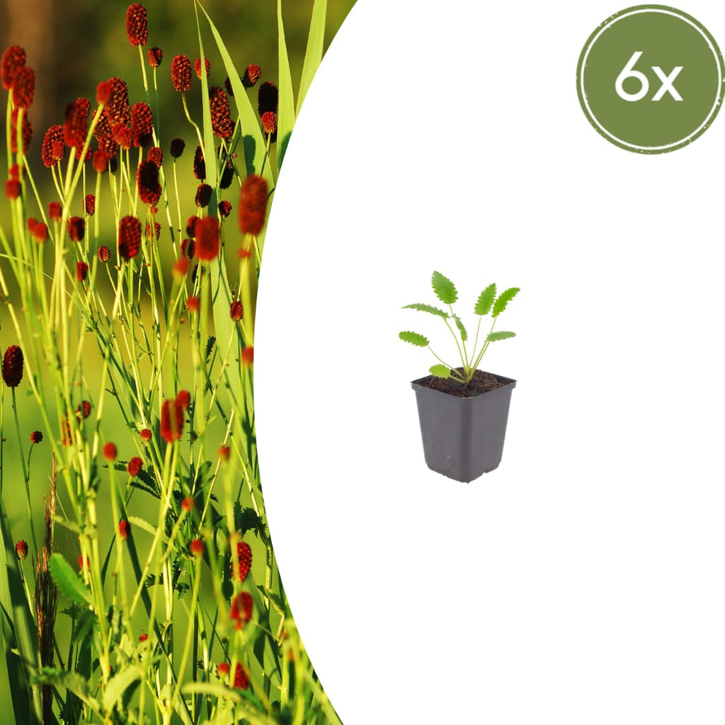 Sanguisorba officinalis Tanna – Ø9cm – Höhe 10-25cm – Winterharte Staude – Dunkelrote Blütenähren – Für Beet, Naturgarten & Präriegarten