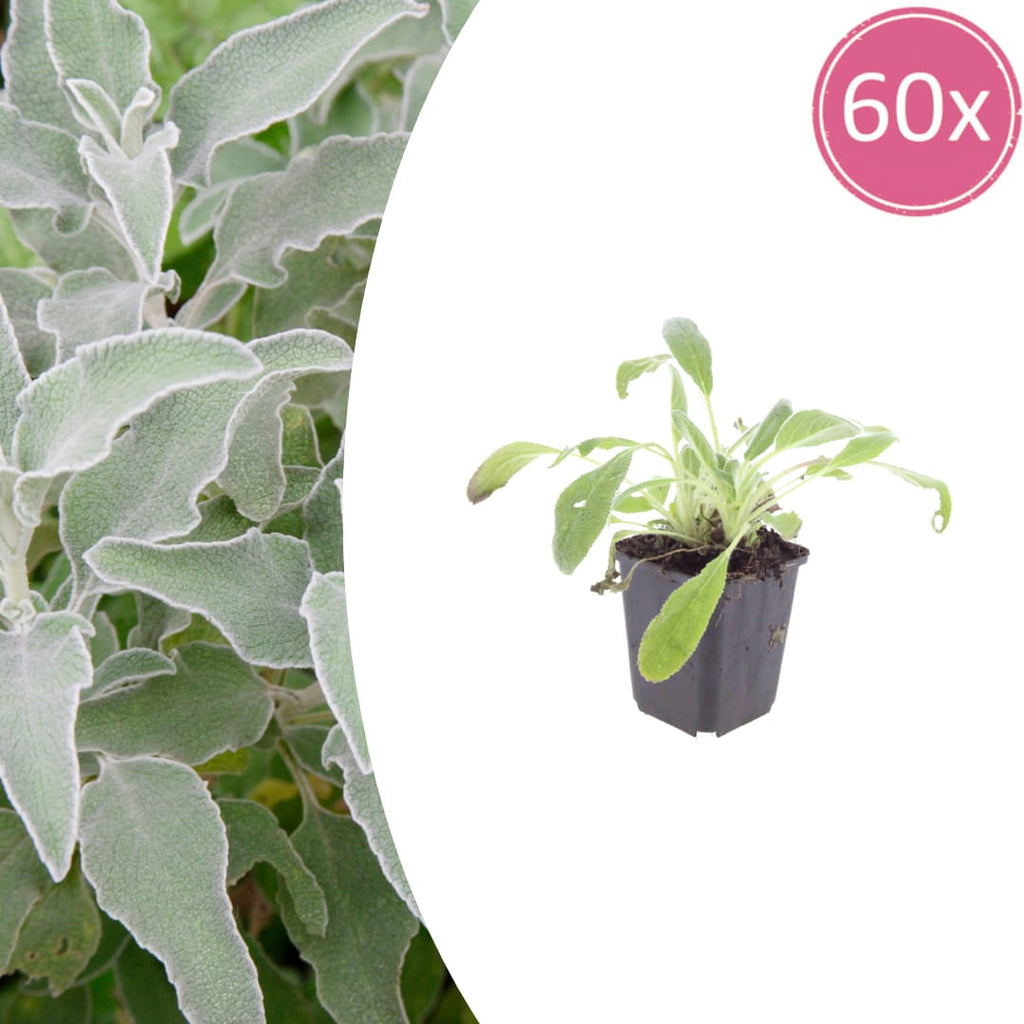Stachys byzantina – Ø9cm – Höhe 10-25cm – Winterharte Staude – Silberlaub Bodendecker – Trockenheitsresistent für Beet & Steingarten