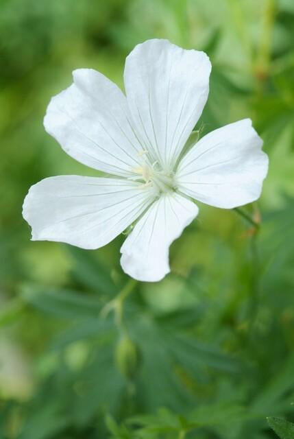 Schnee-Storchschnabel Geranium sanguineum 'Album' – ↕10-25cm – Ø9cm – Winterharte Staude & Bodendecker – Weiße Blüten – Plant