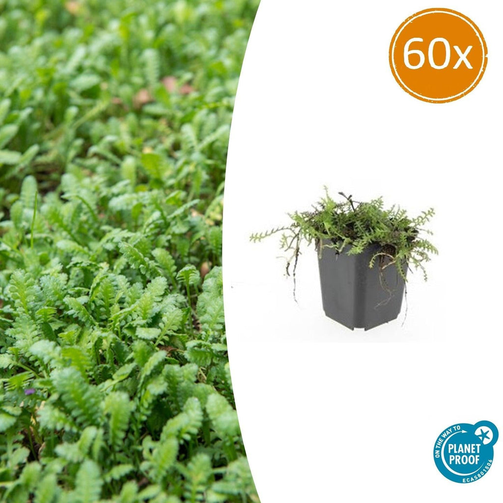 Fiederpolster Leptinella squalida – ↕10-25cm – Ø9cm –, Farnartige Blätter, Schattentauglich, Pflegeleicht – Plant