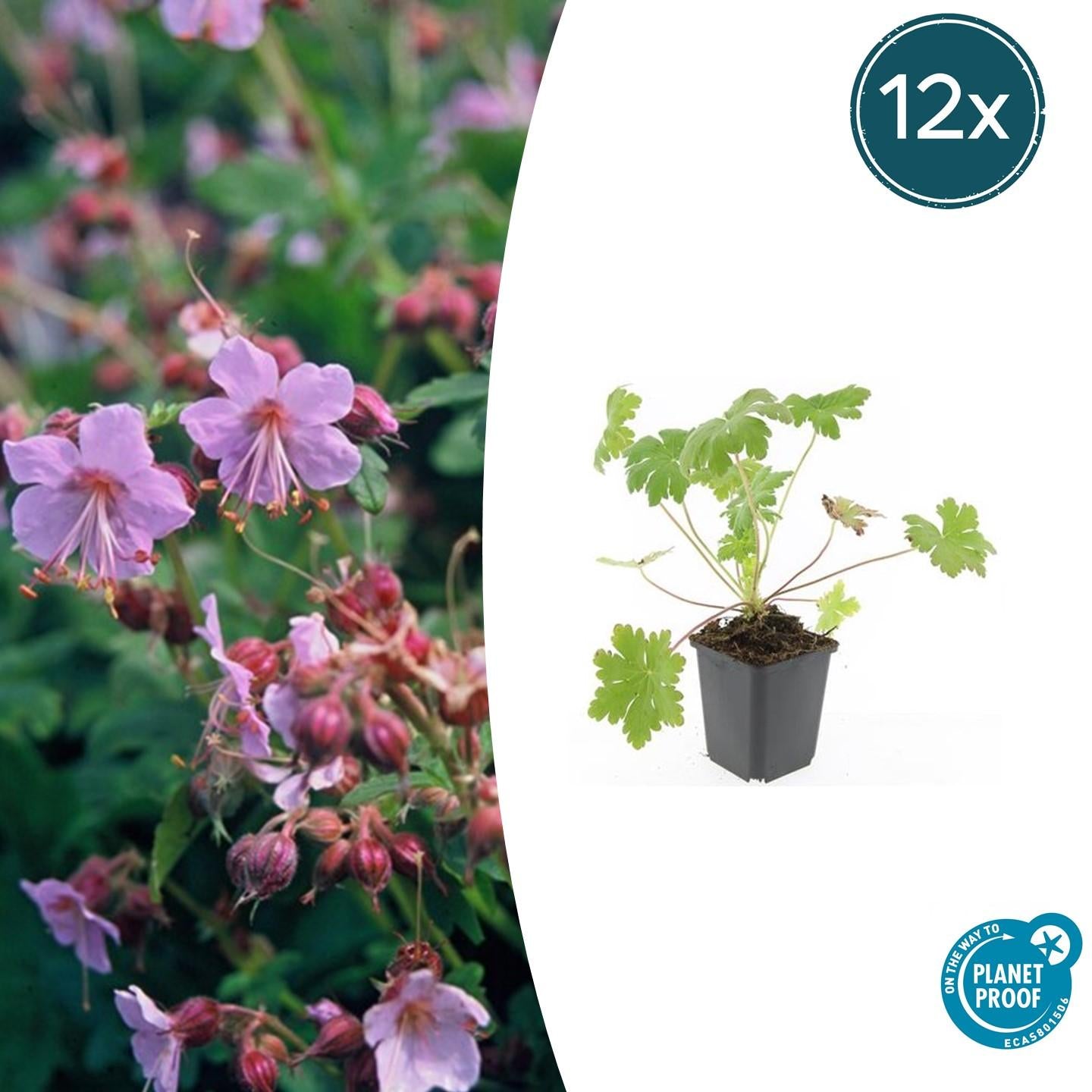Balkan – Storchschnabel Geranium macr. 'Ingwersen's Var.' – ↕10-25cm – Ø9cm – mit zartrosafarbenen Blüten – Plant
