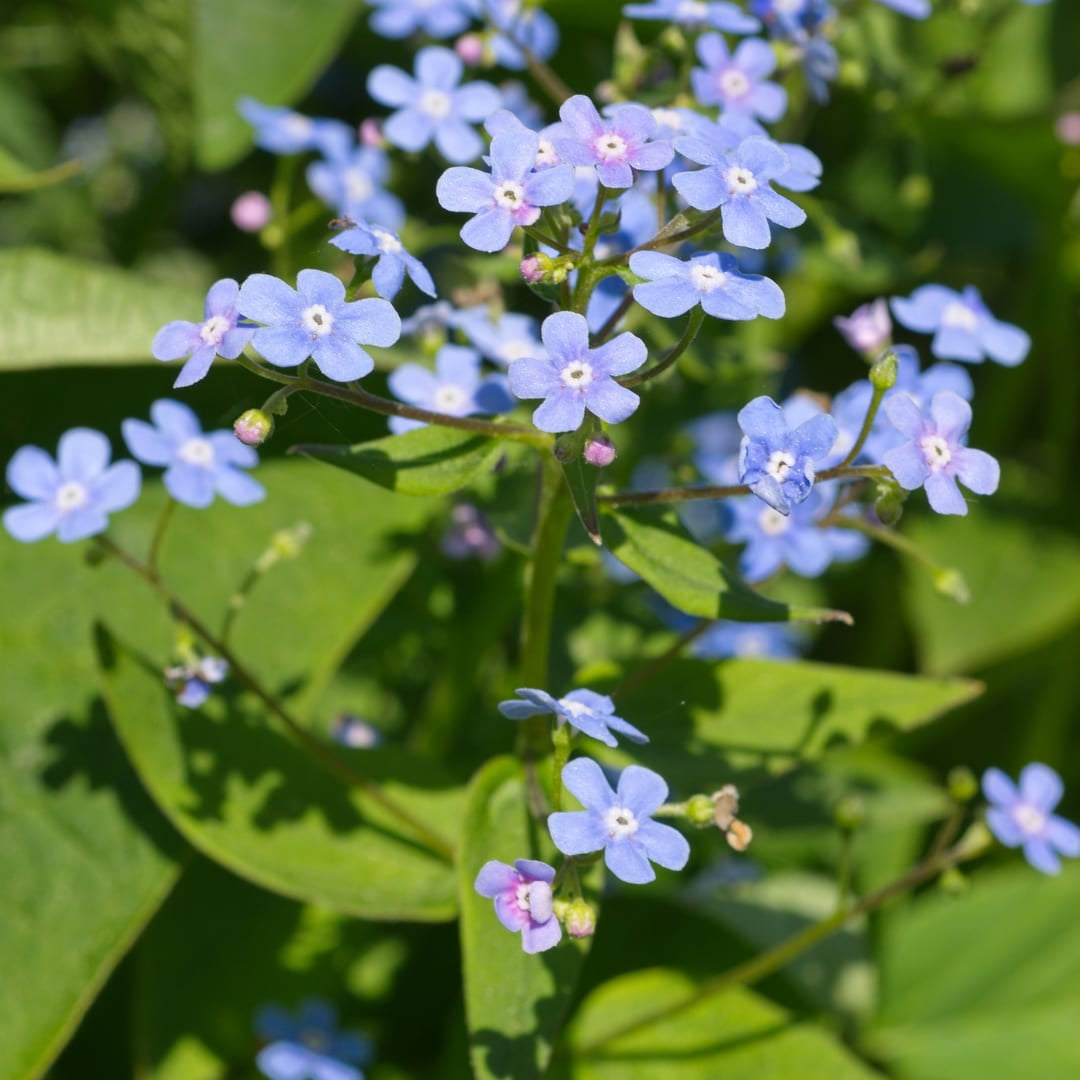 Kaukasisches Vergissmeinnicht Brunnera macrophylla – 10-25cm – Ø9cm – Winterharte Schattenstaude mit blauen Blüten – Bodendecker für Garten & Gehölzrand