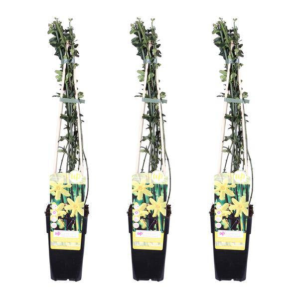 Winter-Jasmin – Jasminum nudiflorum – Ø15cm – ca. 65cm hoch – Winterblühende Kletterpflanze mit gelben Blüten für Garten, Zaun & Pergola – Plant