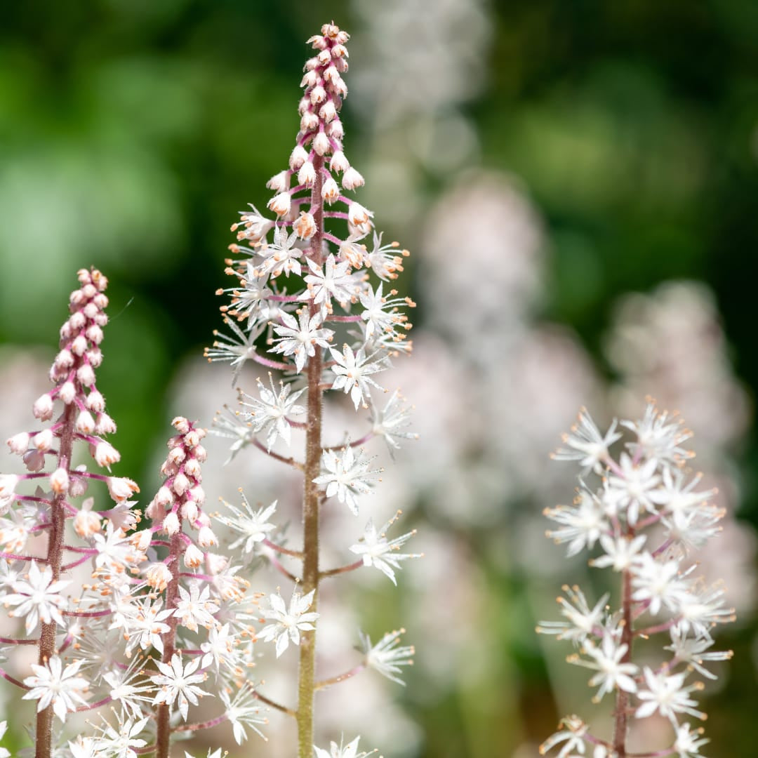 Tiarella cordifolia – Ø9cm – Höhe 10-25cm – Winterharte Schattenstaude – Weiße Blüten – Bodendecker für Beet, Gehölzrand & Waldgarten