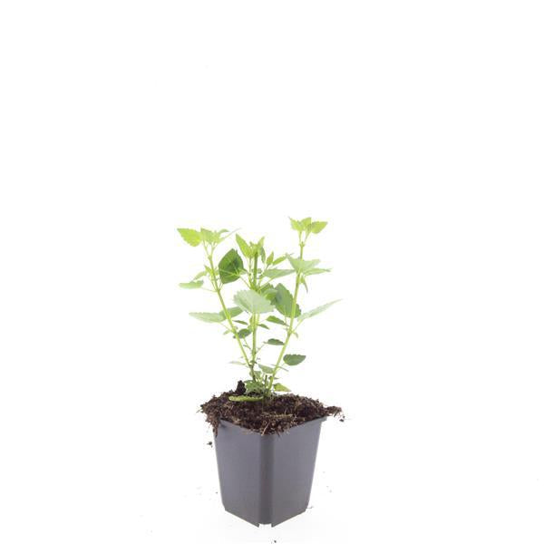 Asiatische Duftnessel – Agastache 'Blue Fortune' – ↕10-25cm – Ø9cm – Lavendelblaue Blüten – Schmetterlings – & bienenfreundlich – Plant