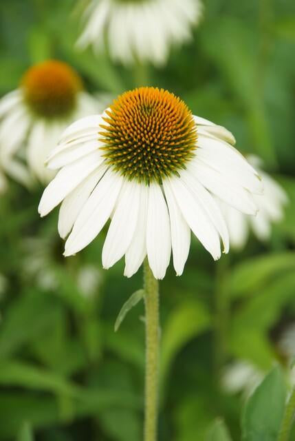 Scheinsonnenhut – Echinacea purpurea 'White Swan' – ↑10-25cm – Ø9cm – Weiße Blüten, Bienen – Plant