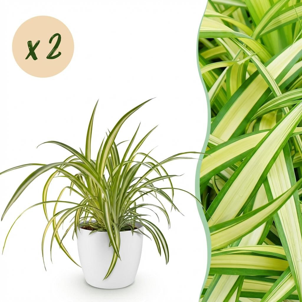 Chlorophytum comosum Variegatum Pflanze Mit Weißem Topf Ø12cm Höhe ca.20cm Bunte Graslilie Haustierfreundlich Luftreinigend Für Zimmer Büro &