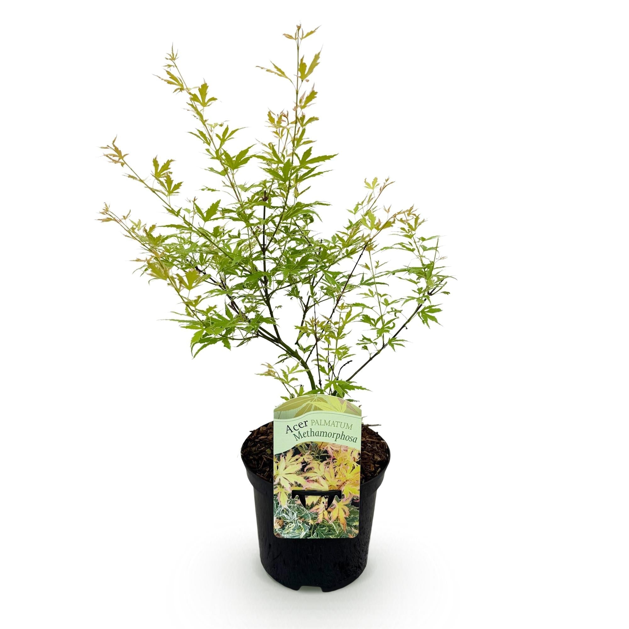 Japanischer Ahorn – Acer palmatum Metamorphosa – 70cm hoch – 19cm – Balkonpflanze & Zierbaum – Grünes Frühlingslaub, rote Herbstfärbung – Plant