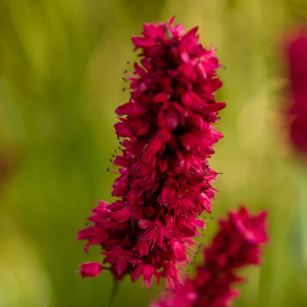 Persicaria amplexicaulis Blackfield – Ø9cm – Höhe 10-25cm – Winterharte Staude – Dunkelrote Blütenähren