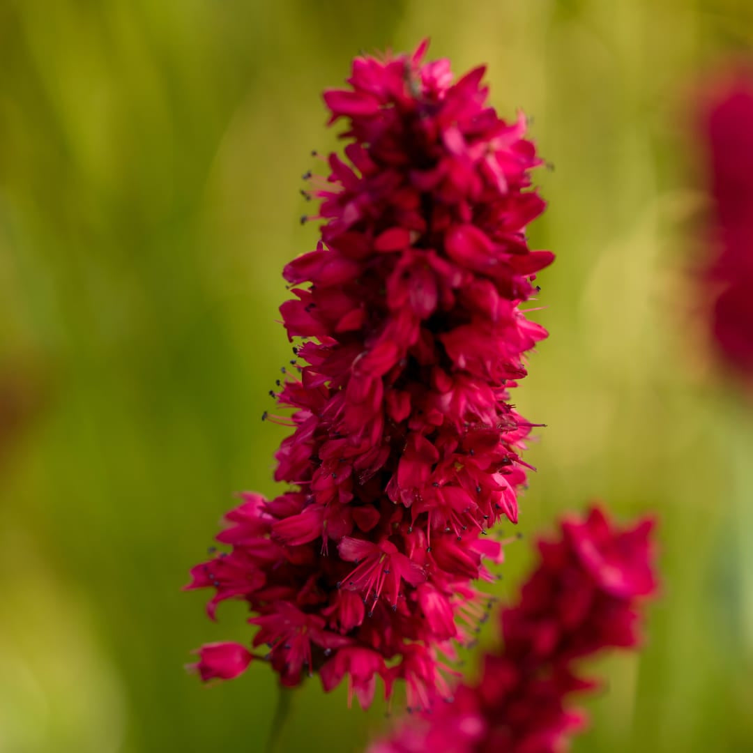 Persicaria amplexicaulis Blackfield – Ø9cm – Höhe 10-25cm – Winterharte Staude – Dunkelrote Blütenähren