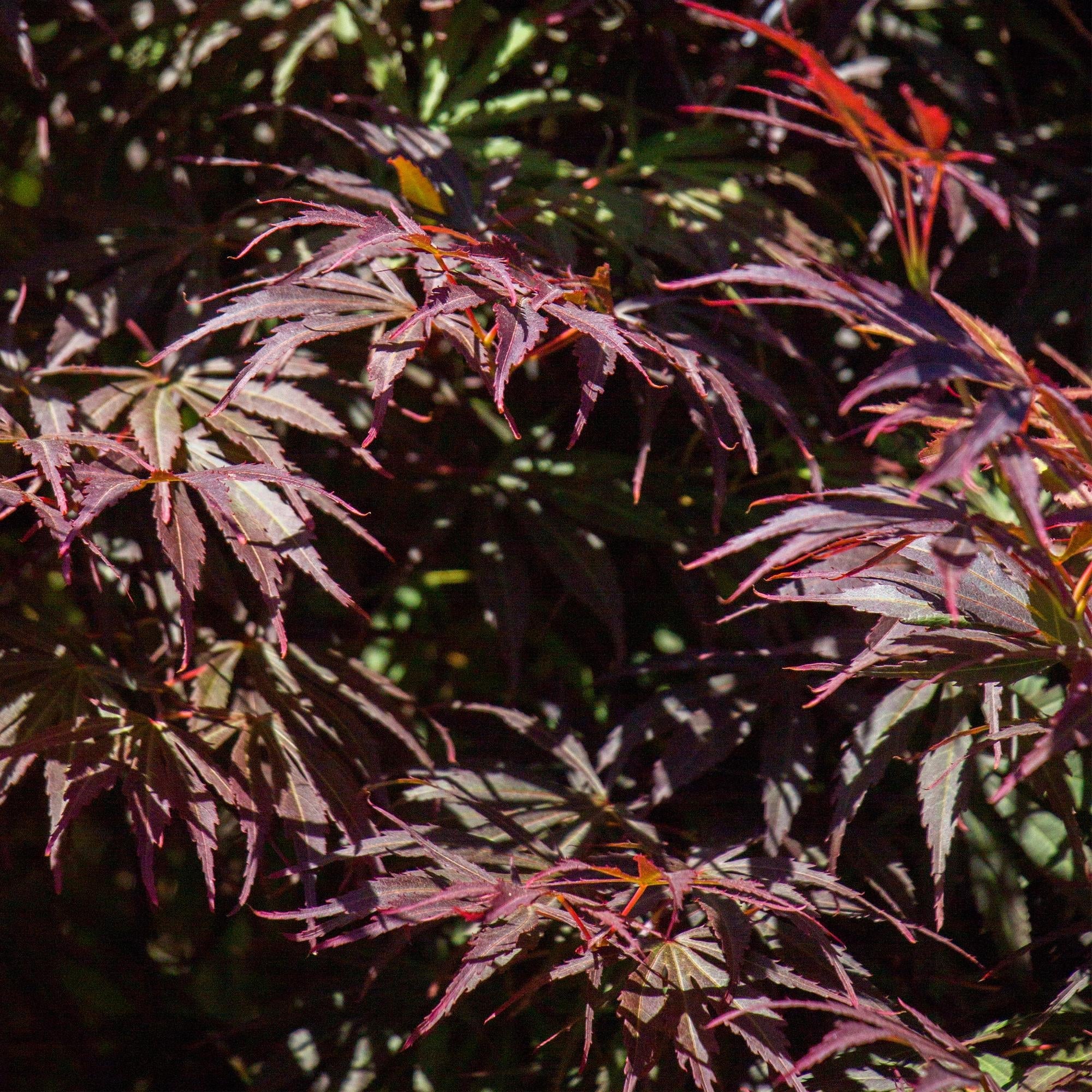 Japanischer Ahorn Acer palmatum 'Trompenburg' – Dunkel Lila – Balkon – & Gartenpflanze – Ø19cm – Ca. 70cm hoch – Plant