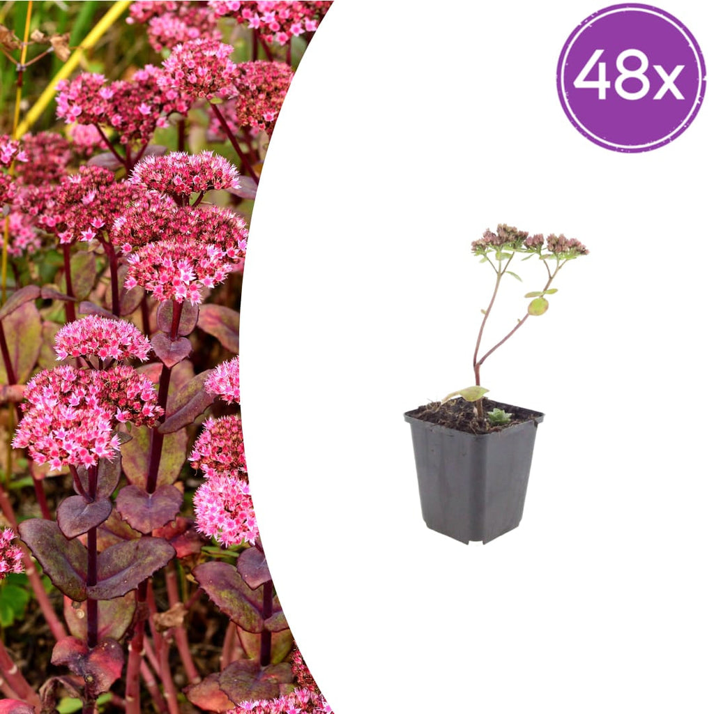 Sedum Matrona – Ø9cm – Höhe 10-25cm – Winterharte Fetthenne – Dunkelrosa Blüten