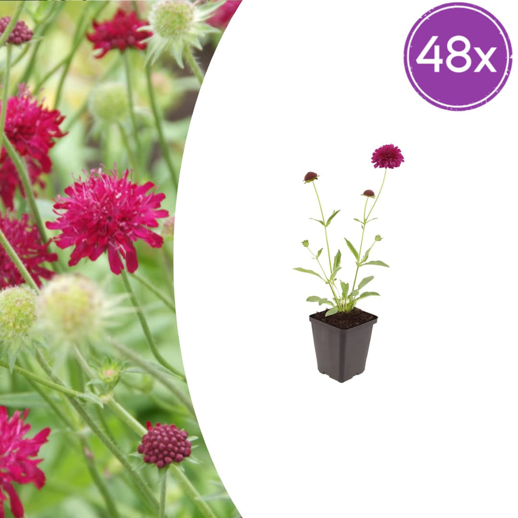 Knautia macedonica – Ø9cm – Höhe 10-25cm – Winterharte Staude – Tiefrote Blütendolden – Bienen