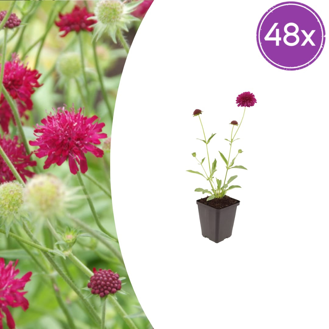 Knautia macedonica – Ø9cm – Höhe 10-25cm – Winterharte Staude – Tiefrote Blütendolden – Bienen