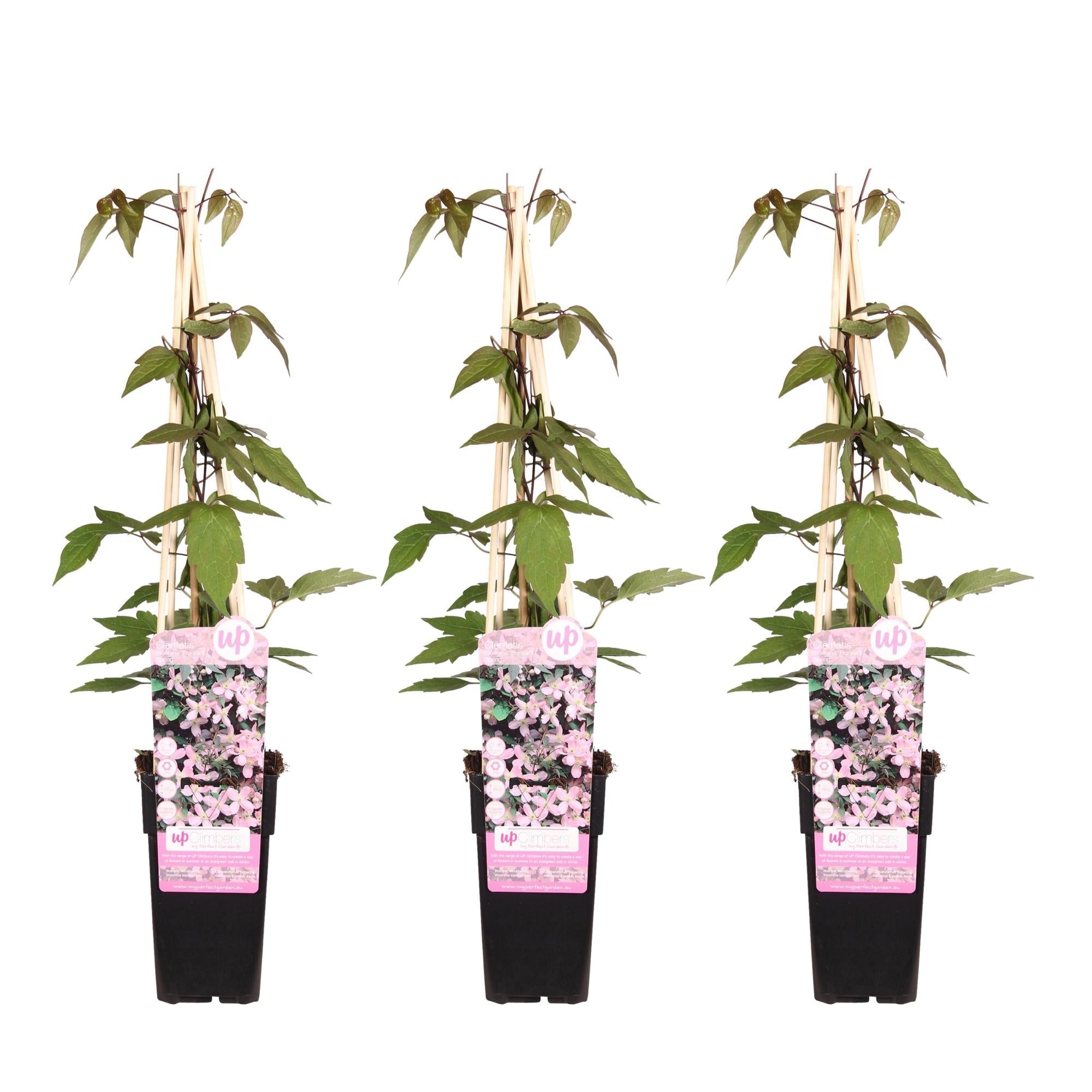 Clematis Montana 'Fragrant Spring' – Ø15cm – ↕65cm – Duftende Waldrebe – Schnellwachsende Kletterpflanze mit kleinen rosa Blüten – Plant