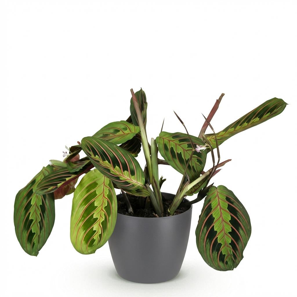 Maranta Fascinator Tricolour Gebetsblatt Pflanze mit grauem Topf Ø12cm Höhe 25cm Haustierfreundliche pflegeleichte Grünpflanze für Zimmer & Büro